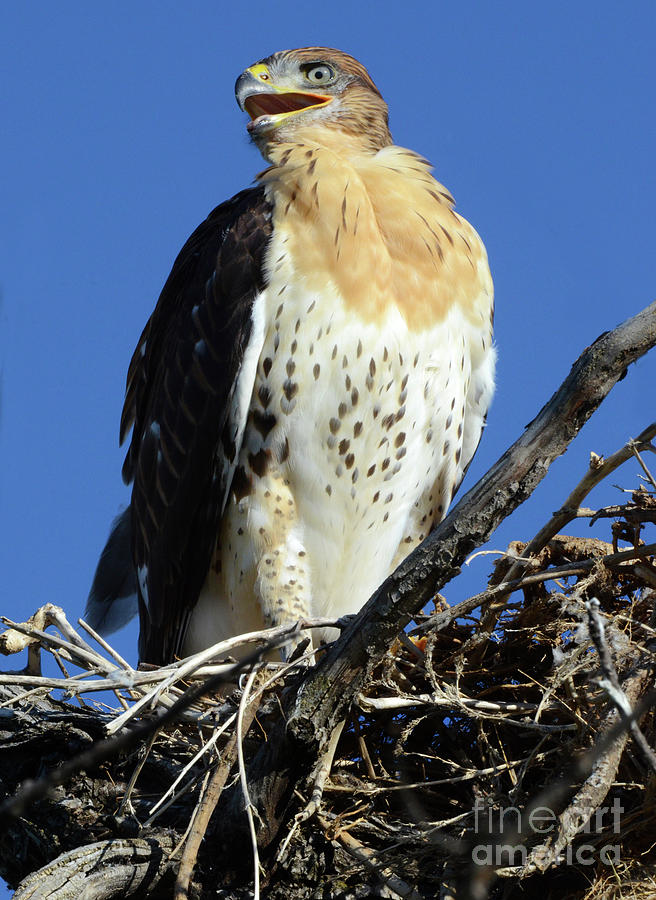 Ferruginous Hawk 3 Photograph by Bob Christopher
