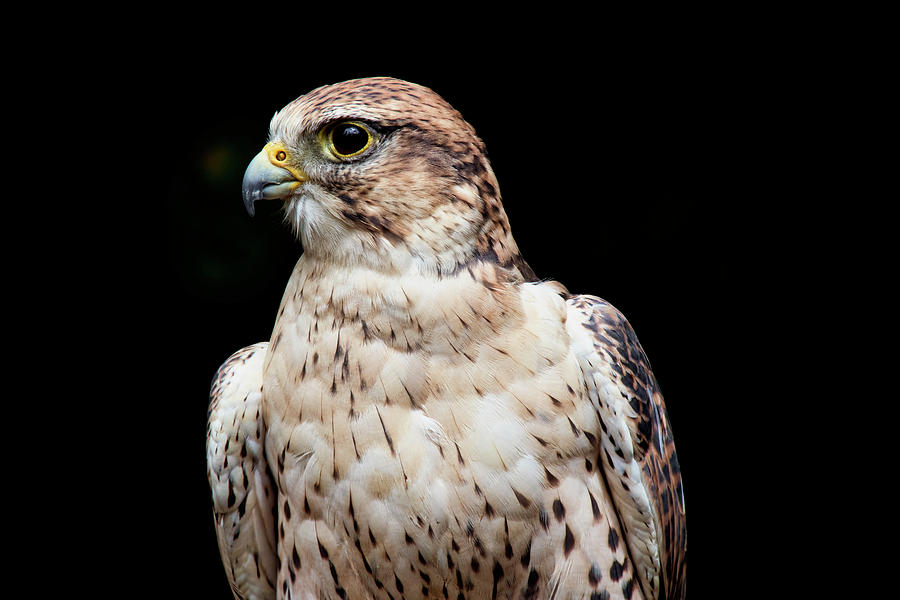 Ferruginous Hawk Bird of Prey Photograph by Peggy Collins