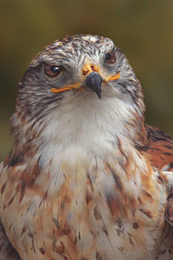 Ferruginous Hawk Photograph by Brian Cross
