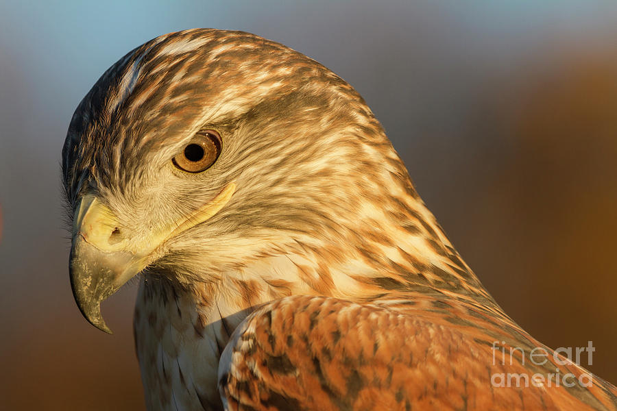 Ferruginous Hawk Photograph by Chris Scroggins