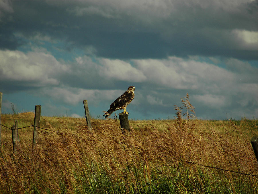 Ferruginous Hawk Photograph by Daniel Hebard