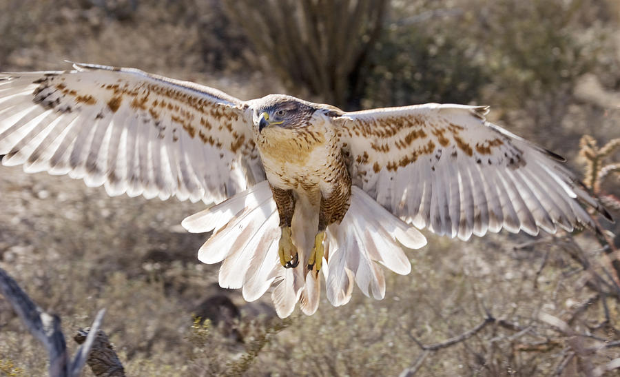 Ferruginous Hawk Photograph by Elvira Butler