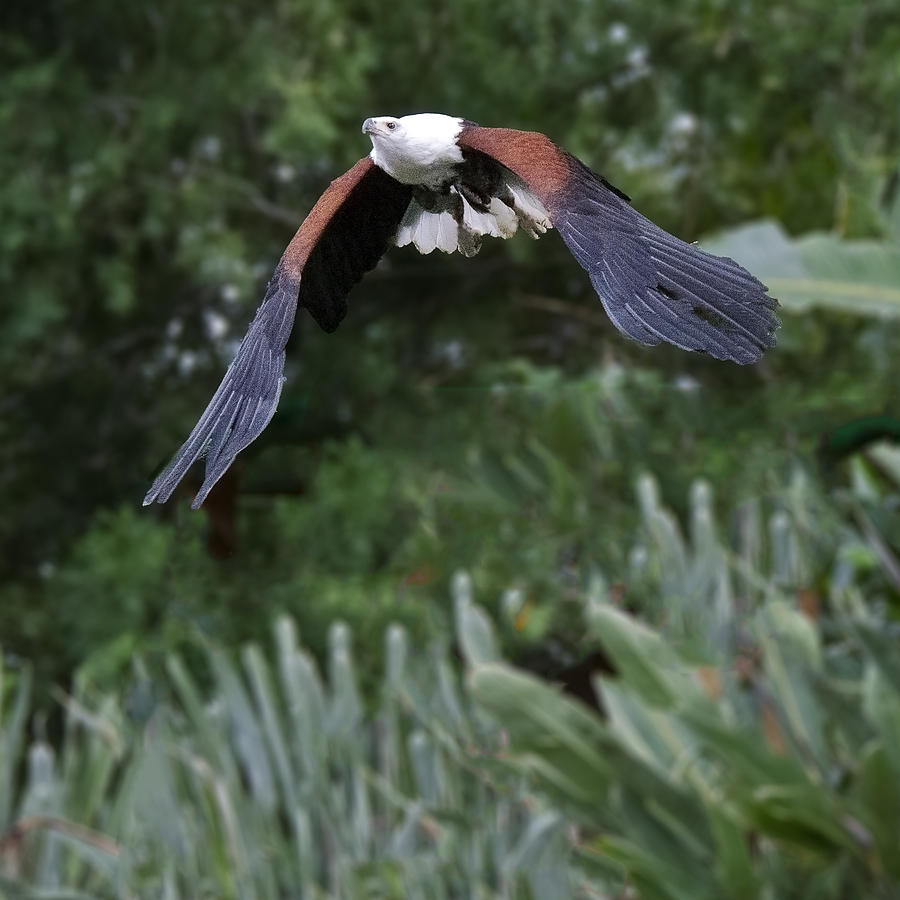 Wildlife Photograph - Ferruginous Hawk Flying by William Bitman