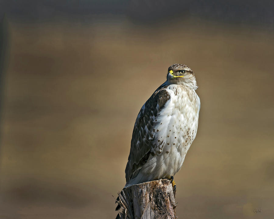 Ferruginous Hawk Photograph by Gary Langley