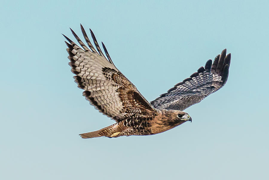 Ferruginous Hawk in Flight Photograph by Morris Finkelstein - Fine Art ...