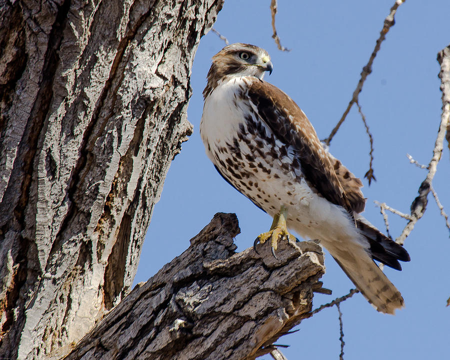 Nature Photograph - Ferruginous Hawk by John Bartelt