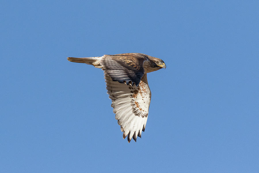 Ferruginous Hawk Keeps Watch While Flying Photograph by Tony Hake ...