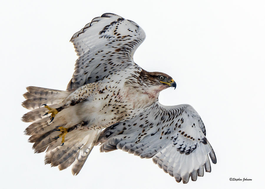 Ferruginous Hawk Leaving Perch Photograph by Stephen Johnson