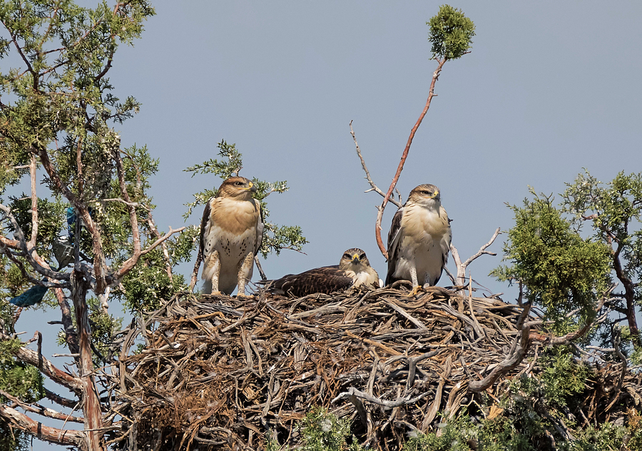 Ferruginous Hawk Nest Photograph by Loree Johnson