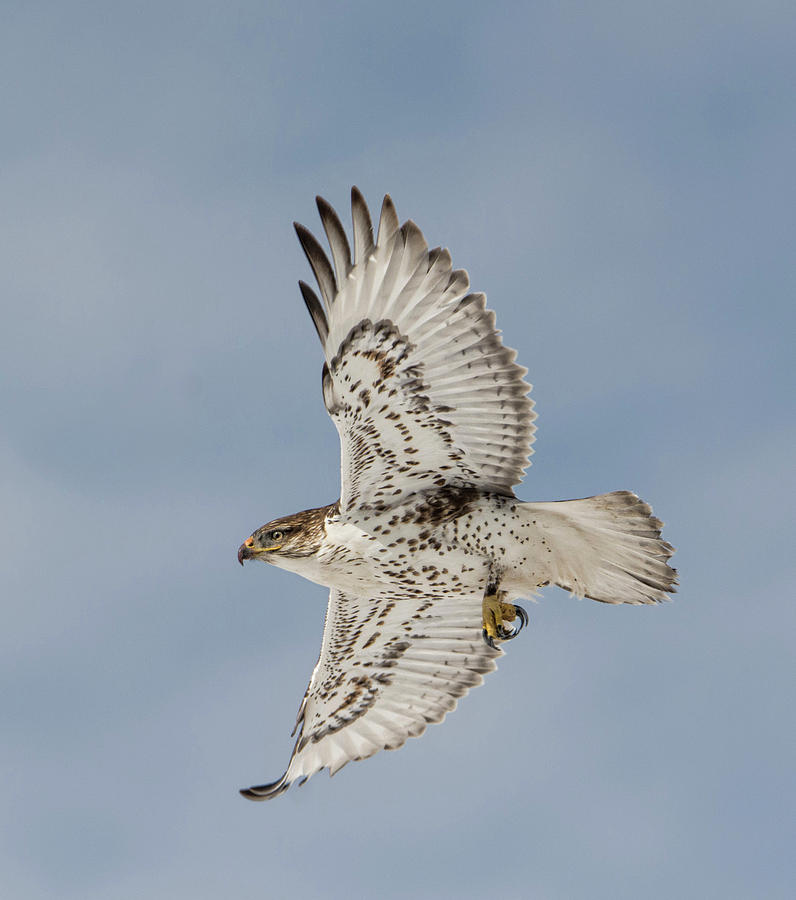 Ferruginous Hawk Photograph by Sherry Karr Adkins - Fine Art America