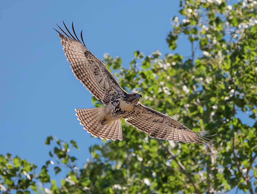 Young Hawk Soaring Photograph by Loree Johnson