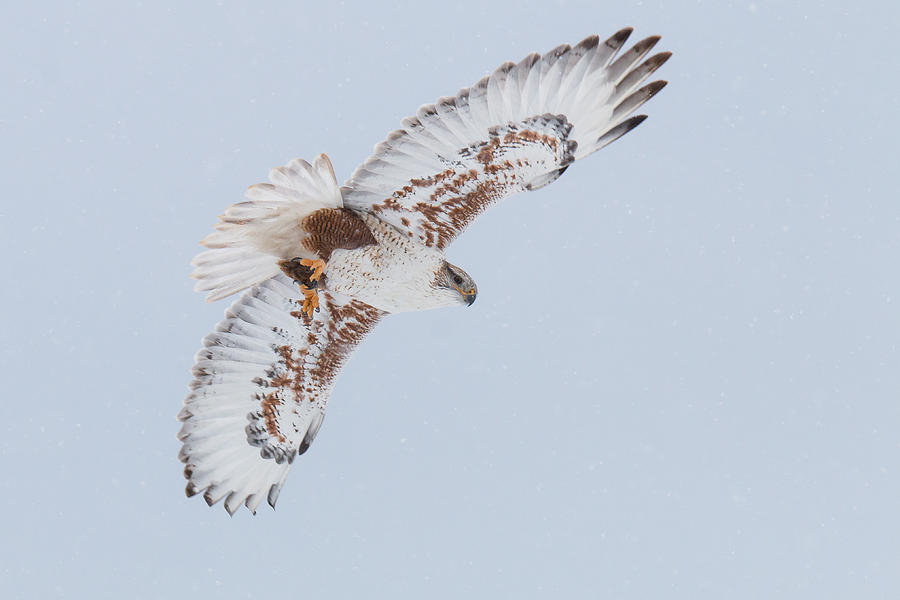 Ferruginous Hawk Spreads Its Wings Photograph by Tony Hake