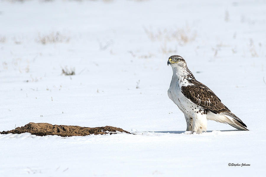 Ferruginous Hawk Standing in Snow Photograph by Stephen Johnson