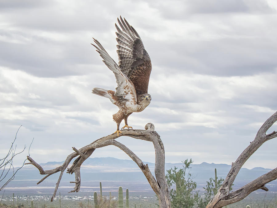 Ferruginous Hawk Photograph by Tam Ryan