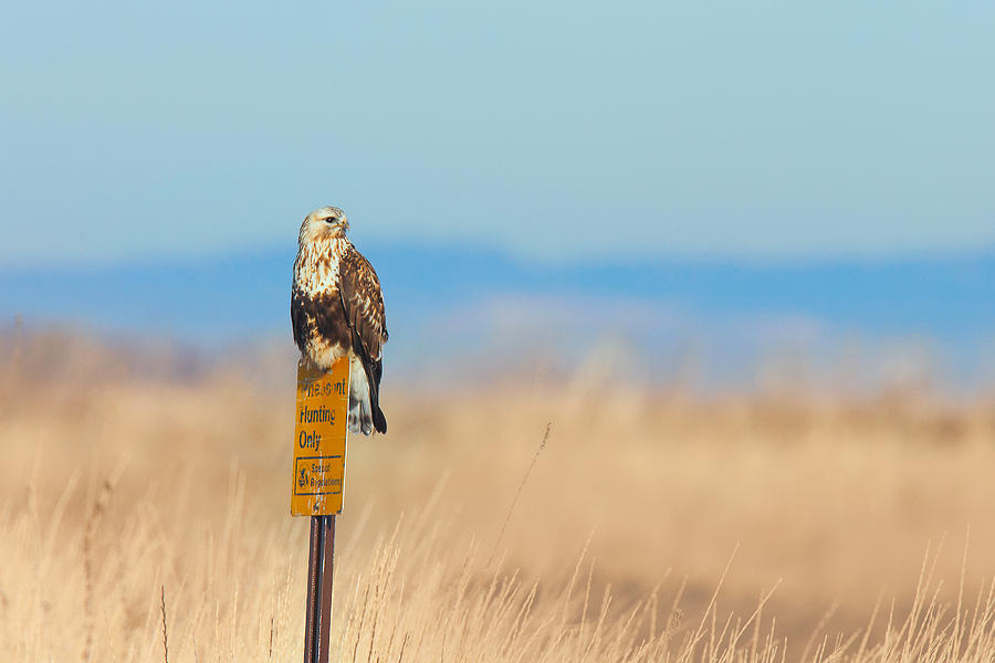 Ferruginous Hawk - Tule Lake California Photograph by Ram Vasudev