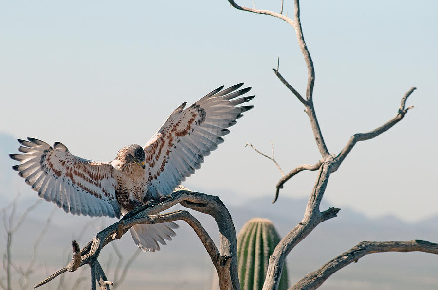 Ferruginous Hawk With Open Wings Photograph by Ana Gonzalez - Fine Art ...