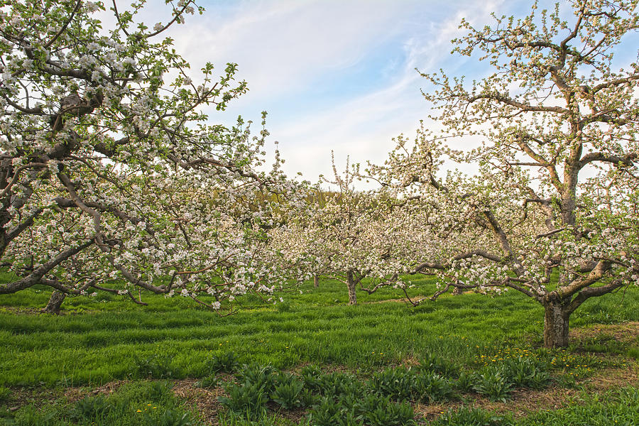 Festival Of Apple Blossoms Photograph by Angelo Marcialis