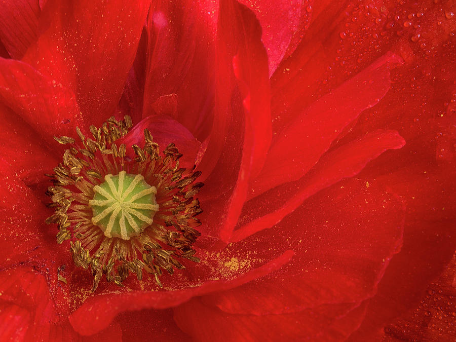 Flowers Still Life Photograph - Festival of Redness by Greg Nyquist