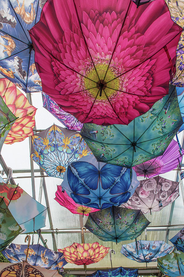 Festival of umbrellas Photograph by Patricia Dennis