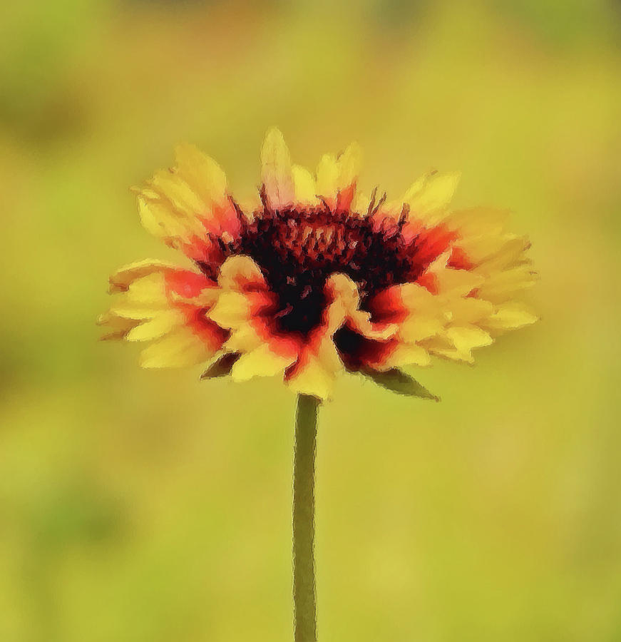 Festive Flower - Gaillardia Daisy - Brush Strokes Photograph by MTBobbins Photography