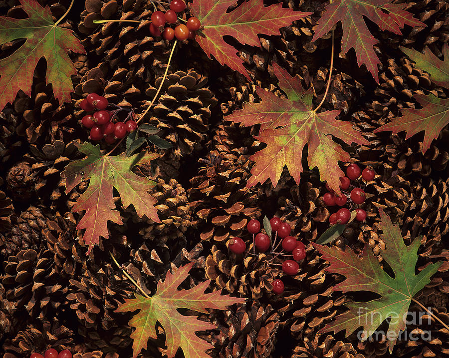 Christmas Photograph - Festive Leaves and Pinecones by Tomas del Amo - Printscapes