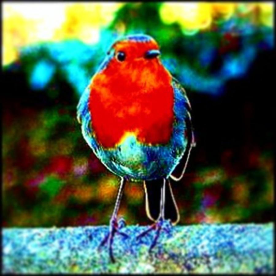Robin Photograph - Festive Robin!

#robin #robins by Elizabeth Whycer