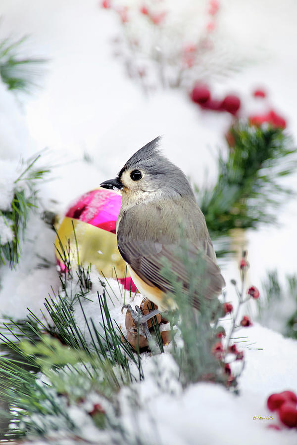Titmouse Photograph - Festive Titmouse Bird by Christina Rollo