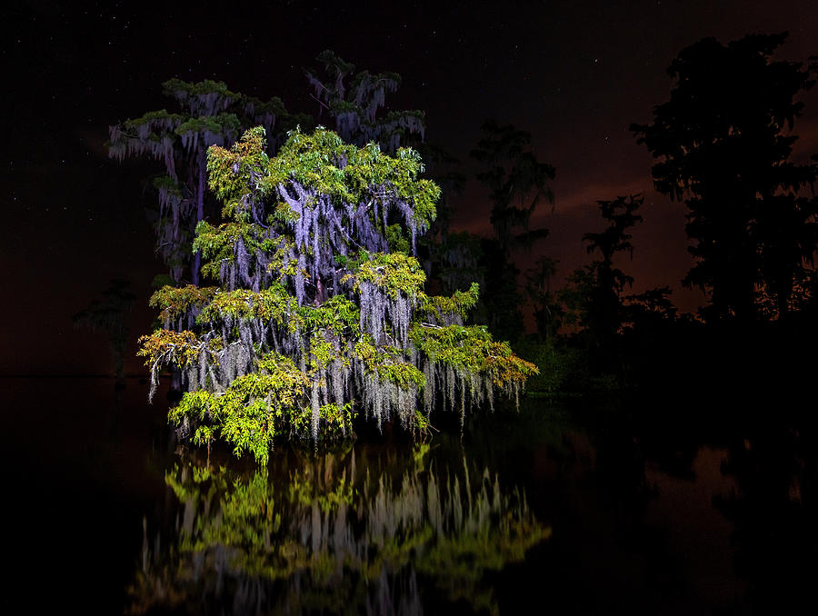 Festooned cypress tree by Andy Crawford Festooned cypress tree by Andy Crawford