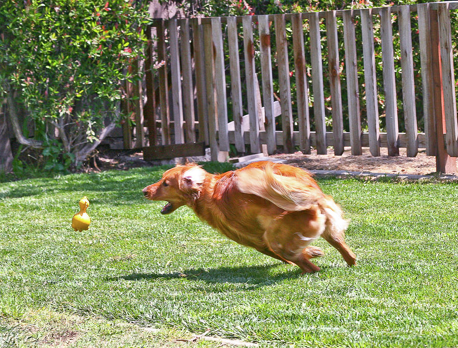 Dog Photograph - Fetch Excellance by Liz Santie Dog Photograph - Fetch Excellance by Liz Santie