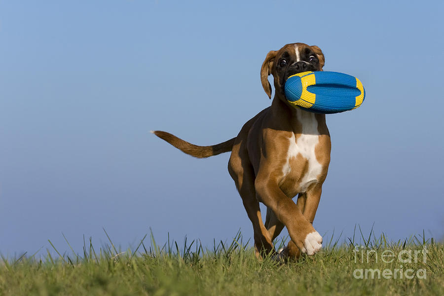 Dog Photograph - Fetching Boxer Puppy by Jean-Louis Klein & Marie-Luce Hubert