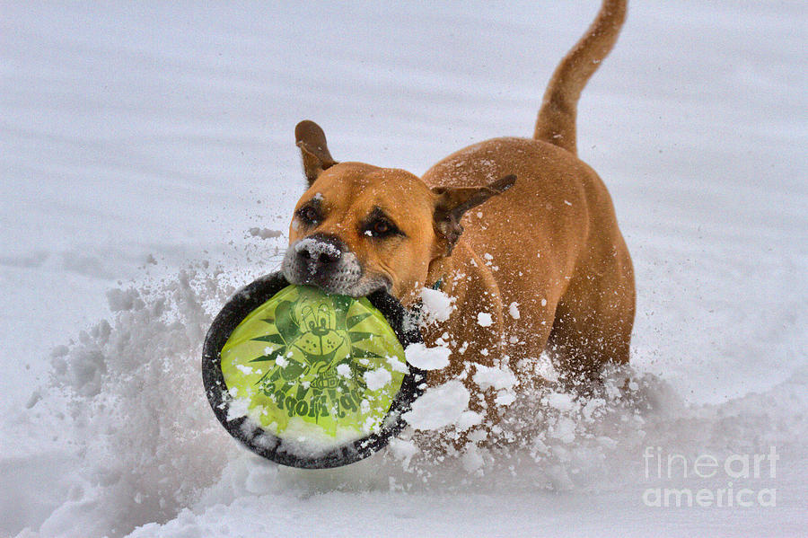 Fetching Frisbee In The Snow Photograph by Adam Jewell