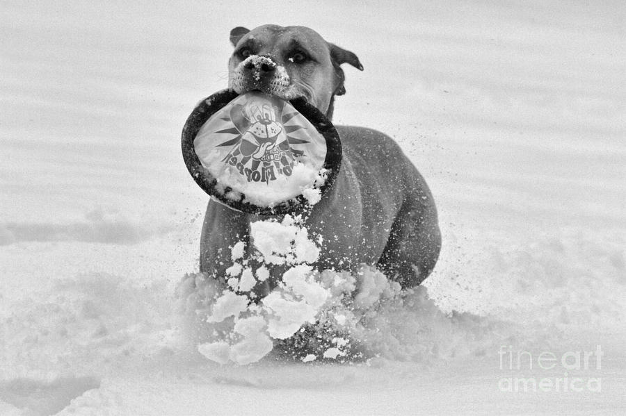 Fetching The Frisbee Black And White Photograph by Adam Jewell