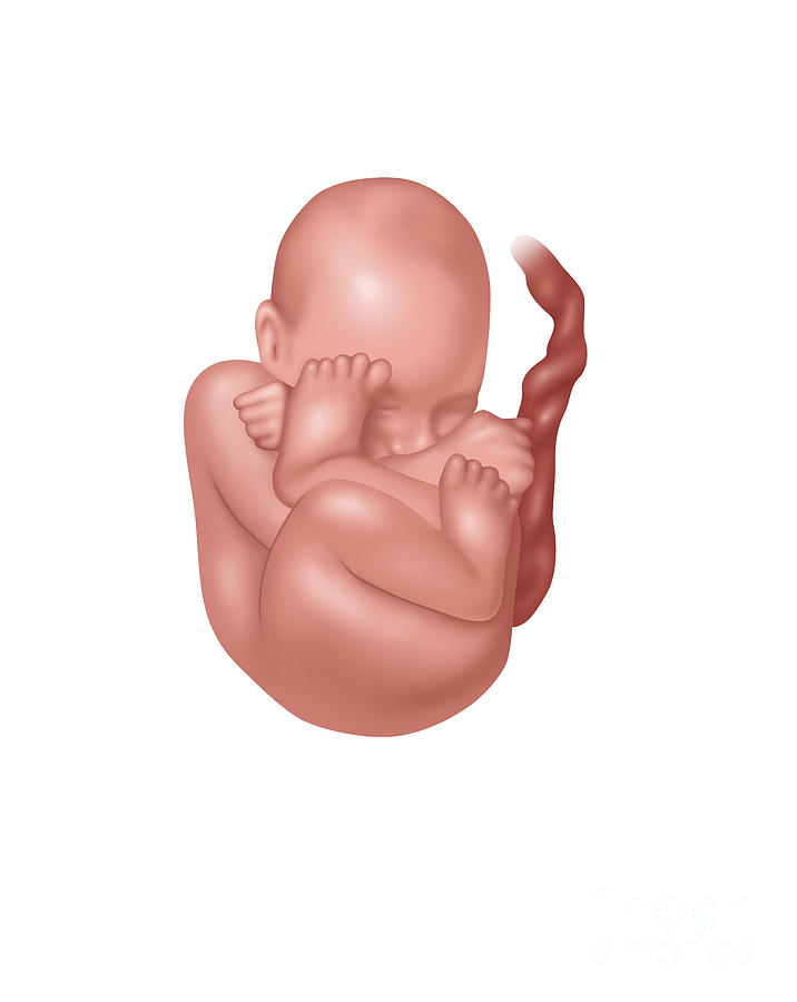 Fetus In Breech Position Illustration Photograph By Gwen Shockey Pixels