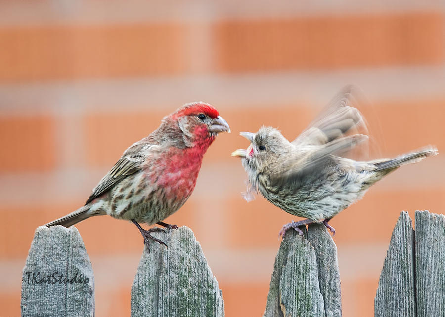 Feuding Finches Photograph by Tim Kathka