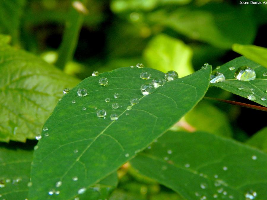 Feuille de pluie Photograph by Josee Dumas - Fine Art America