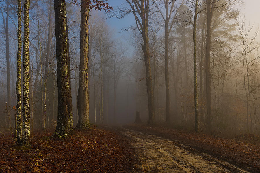 Foggy morning in the forest Photograph by Ulrich Burkhalter