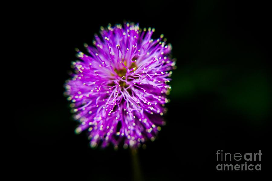 fiber optic flowers