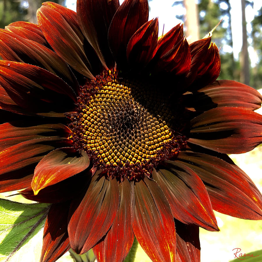 Sunflower Photograph - Fibonacci Hues by Rasma Bertz