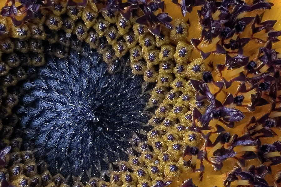 Sunflower Photograph - Fibonaccis Sunrise by Scott Campbell