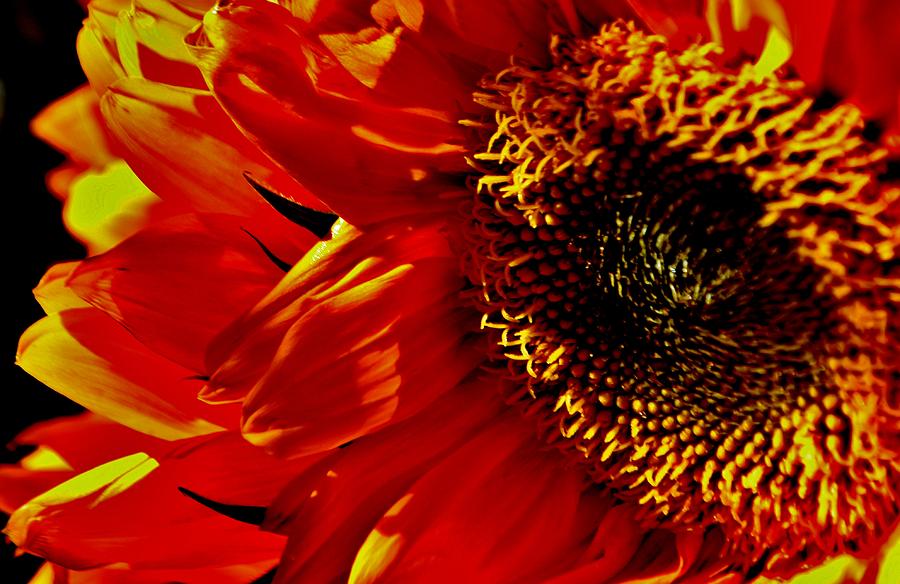 Fickle Sunflower Photograph by Eileen Brymer