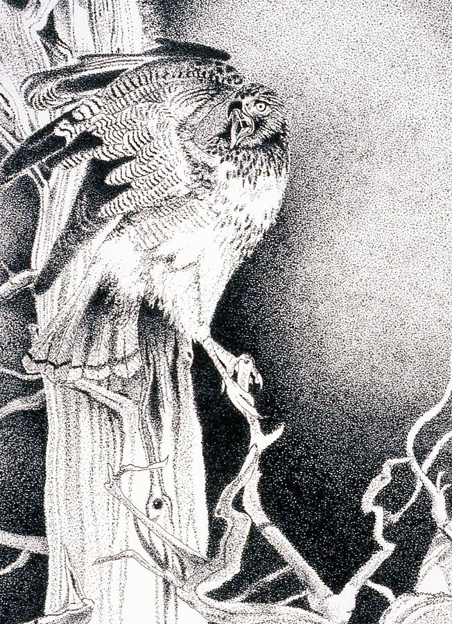 Hawk Drawing - Fictional Hawk by Edith Thompson