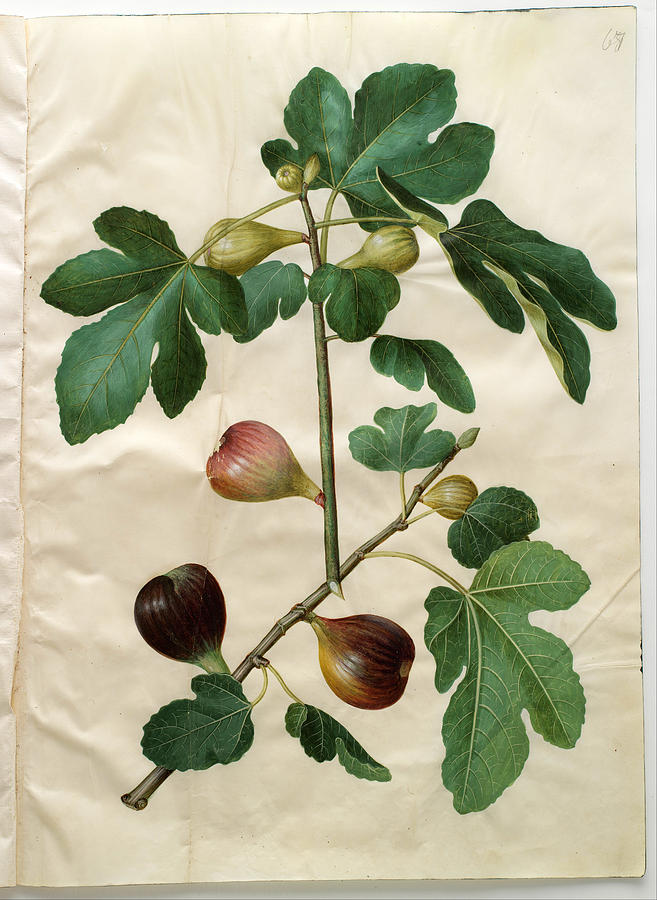 Ficus carica Drawing by Johannes Simon Holtzbecher