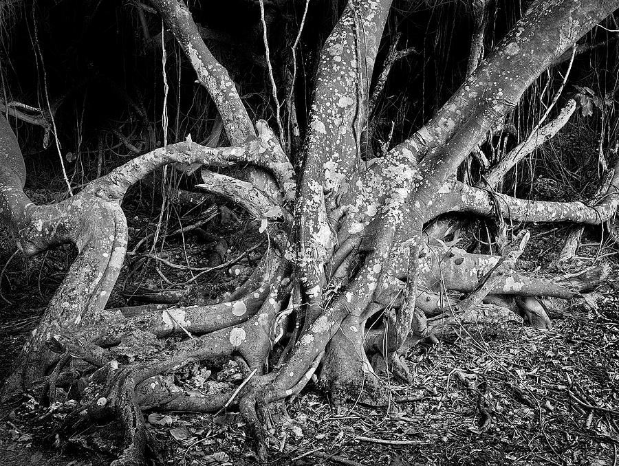 Black And White Photograph - Ficus by Guy Roberts
