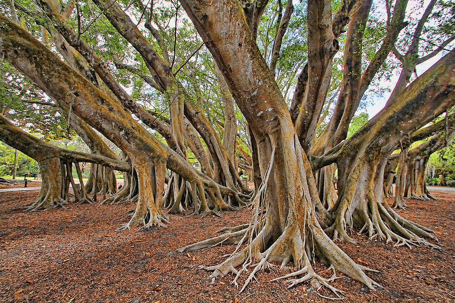 Ficus Microcarpa Photograph by HH Photography of Florida