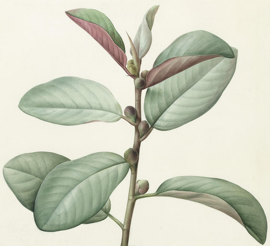 Spring Painting - Ficus Rubeginosa by Pierre Joseph Redoute