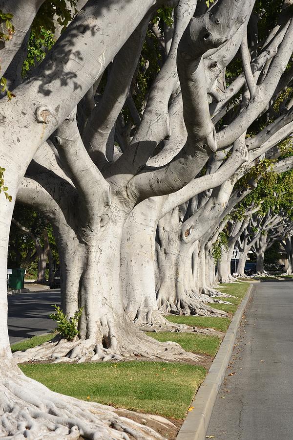 Ficus Trees III Photograph by Linda Brody