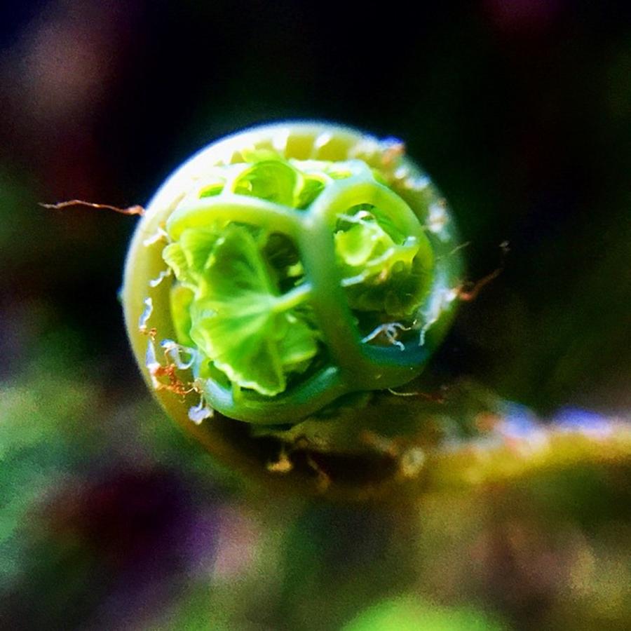 Nature Photograph - Fiddle Dee, Its A Fiddlehead (i by Steven Shewach