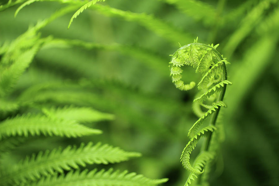 Nature Photograph - Fiddleback Fern in Spring by Adam Long