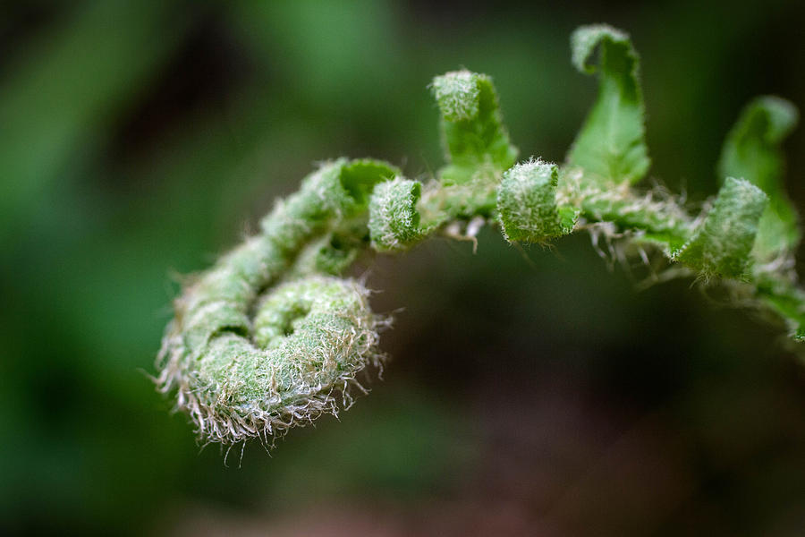 Fiddlehead Fern Photograph by Dell Hambleton | Fine Art America