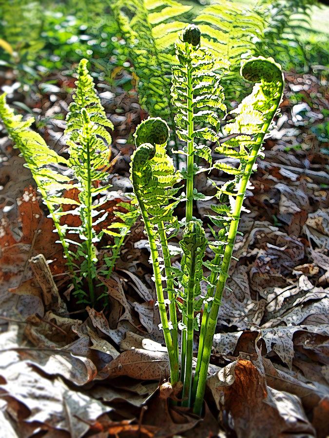 Fiddlehead Ferns Photograph